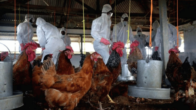 Bird Flu Outbreak Triggers Massive Poultry Culling in Navapur