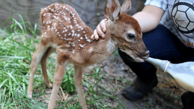 Nandurbar Police Rescue Hundreds of Wildlife Animals in Major Operation